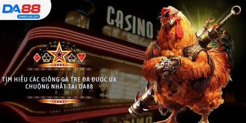 Tìm Hiểu Các Giống Gà Tre Đá Được Ưa Chuộng Nhất Tại DA88